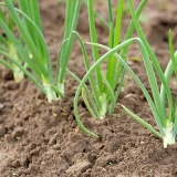 Kada saditi luk u proleće na otvorenom tlu